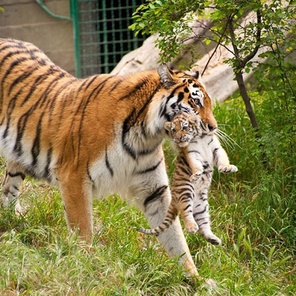 Сафари парк