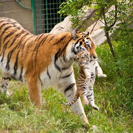 Сафари парк